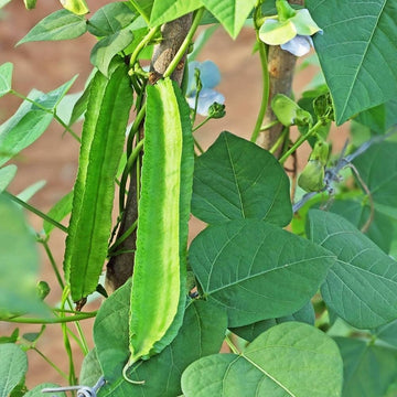 Winged Bean Seeds – Green