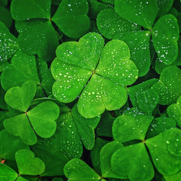 Clover Seeds – Four Leaf