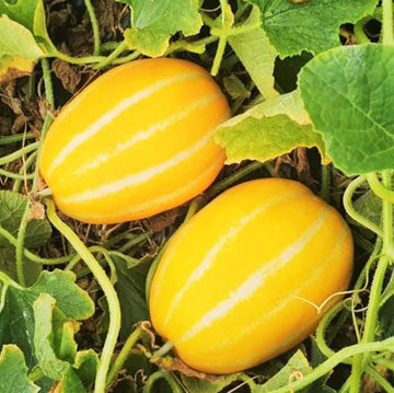 Neungju Seeds – Gold