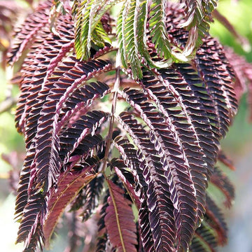 Mimosa Seeds – Chocolate