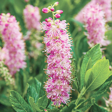 Summersweet Seeds – Pink