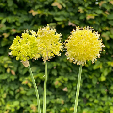 Garlic Seeds – Muli