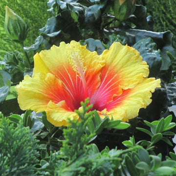 Hibiscus Seeds – Yellow Orange