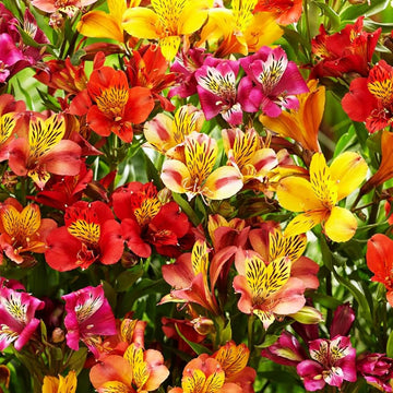 Alstroemeria Seeds – Mixed Colors