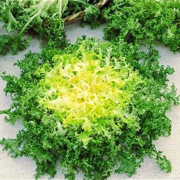 Endive Seeds – Green Yellow