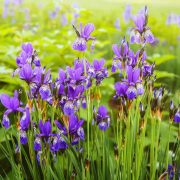 Japanese Iris Seeds – Elegant Perennial