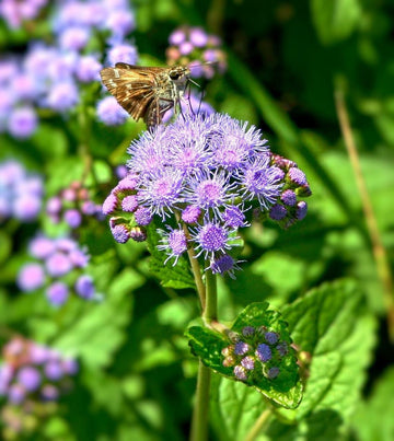 Blue Mistflower Seeds – Perennial, Attracts Butterflies