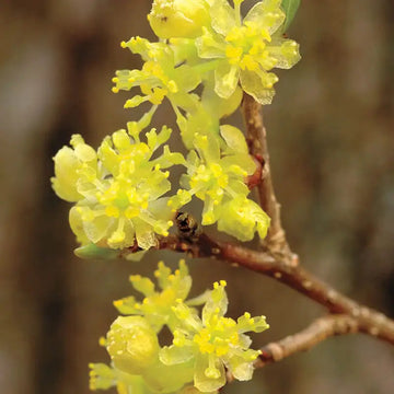 Spicebush Seeds – Lindera Benzoin