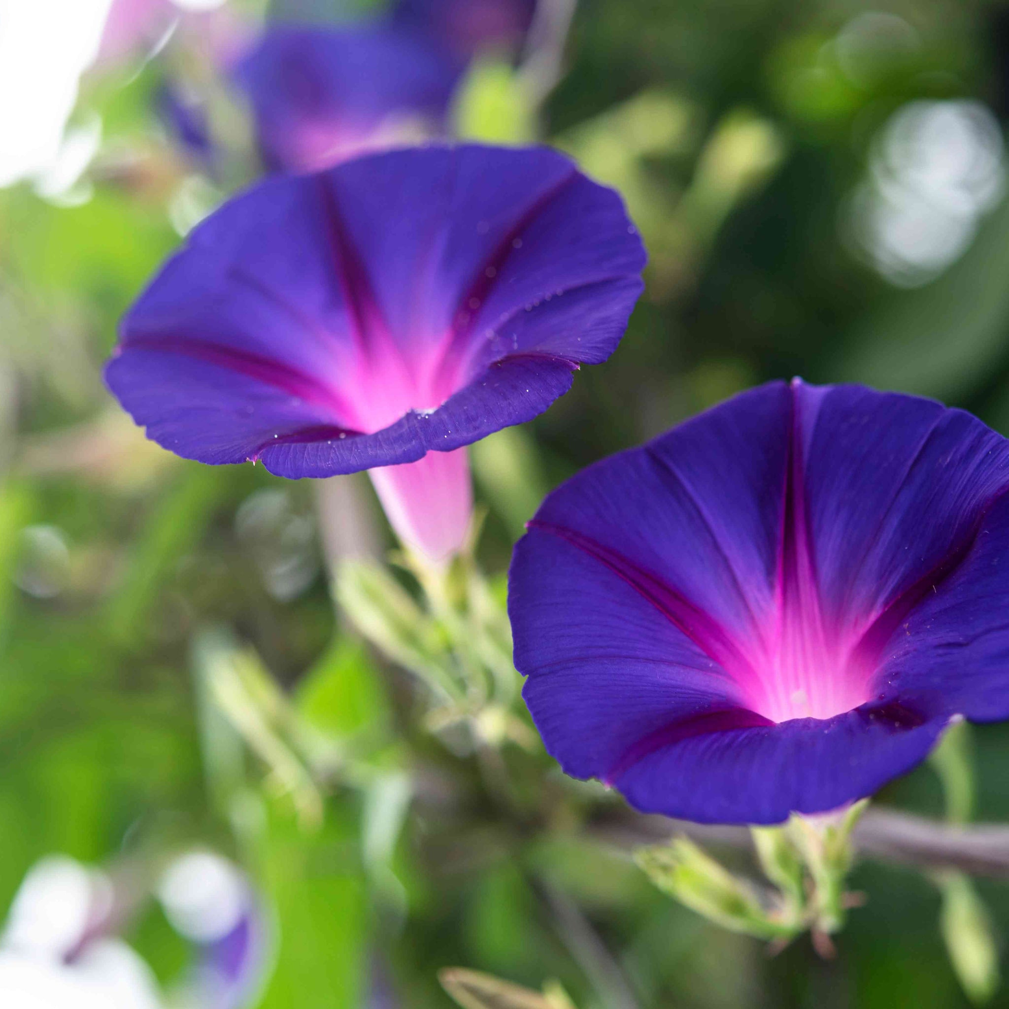 Morning Glory Seeds – Ipomoea Purpurea