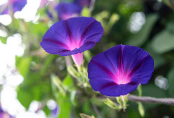 Morning Glory Seeds – Ipomoea Purpurea