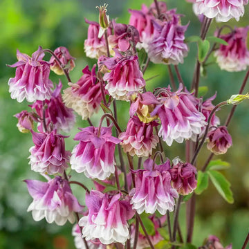Pink Columbine Flower Seeds for Vibrant Garden Blooms