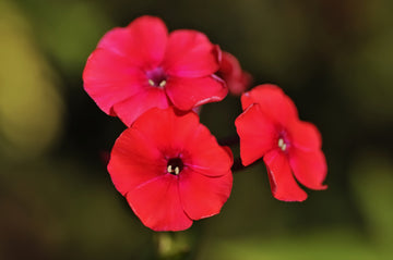 Phlox Seeds – Drummond