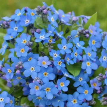 Forget-Me-Not Seeds – Classic Blue
