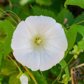 Moonflower Seeds – Fragrant White