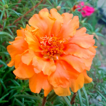 Moss Rose Seeds - Orange