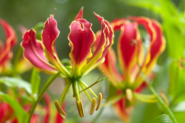 Gloriosa Superba Seeds – Flame Lily