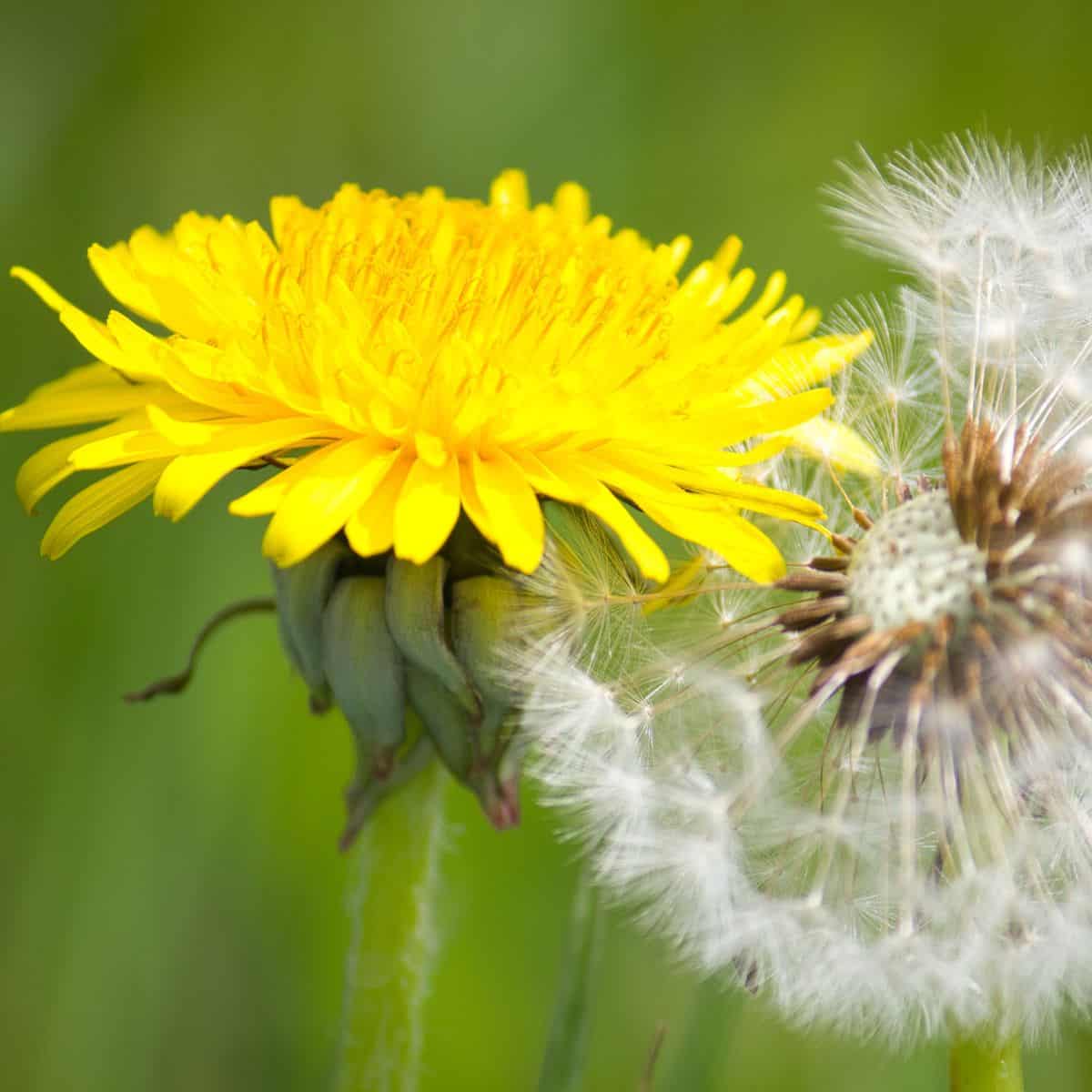 Dandelion Seeds – French