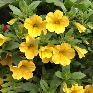 Calibrachoa Seeds – Compact Blooming