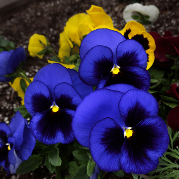 Pansy Seeds – Swiss Giant