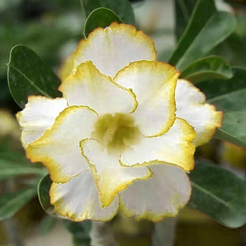 Desert Rose  Seeds – Yellow & White