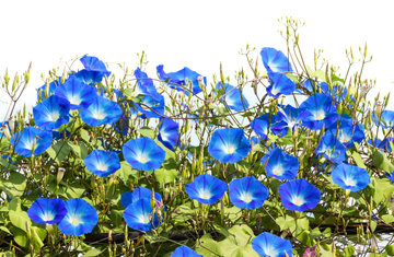 Morning Glory Seeds – Blue Picotee Climbing Vine