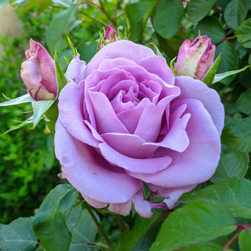 Rose Seeds – Purple Climbing