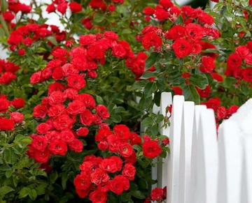 Rose Seeds – Climbing