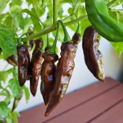 Aji Panca Seeds - Chocolate