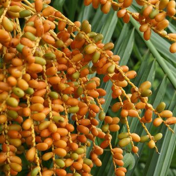 Palm Seeds – Phoenix Canariensis, Canary Island Date Palm