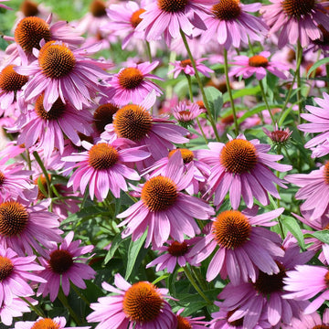 Echinacea Purpurea  Seeds – Perennial Purple Coneflower