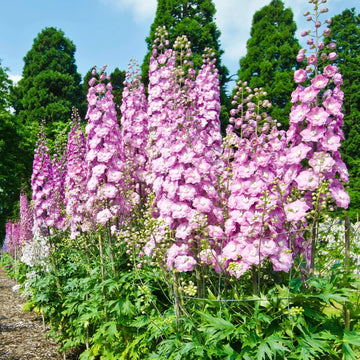 Larkspur Seeds – Rose Queen