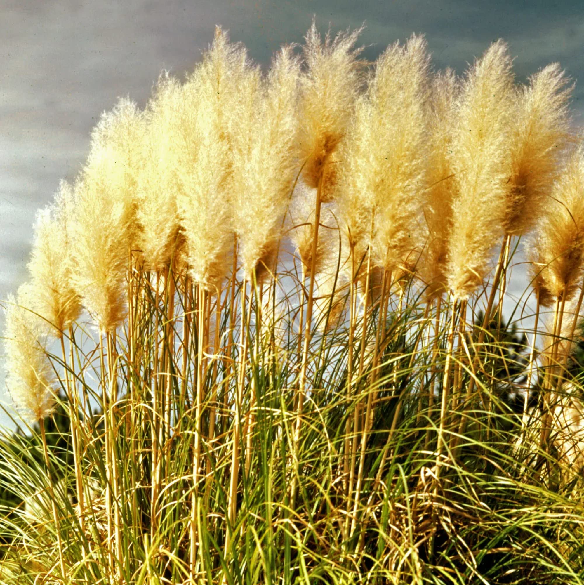 Pampas Grass Seeds – Yellow
