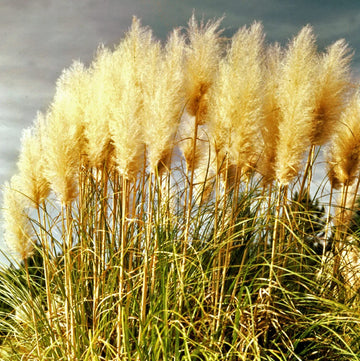 Pampas Grass Seeds – Yellow