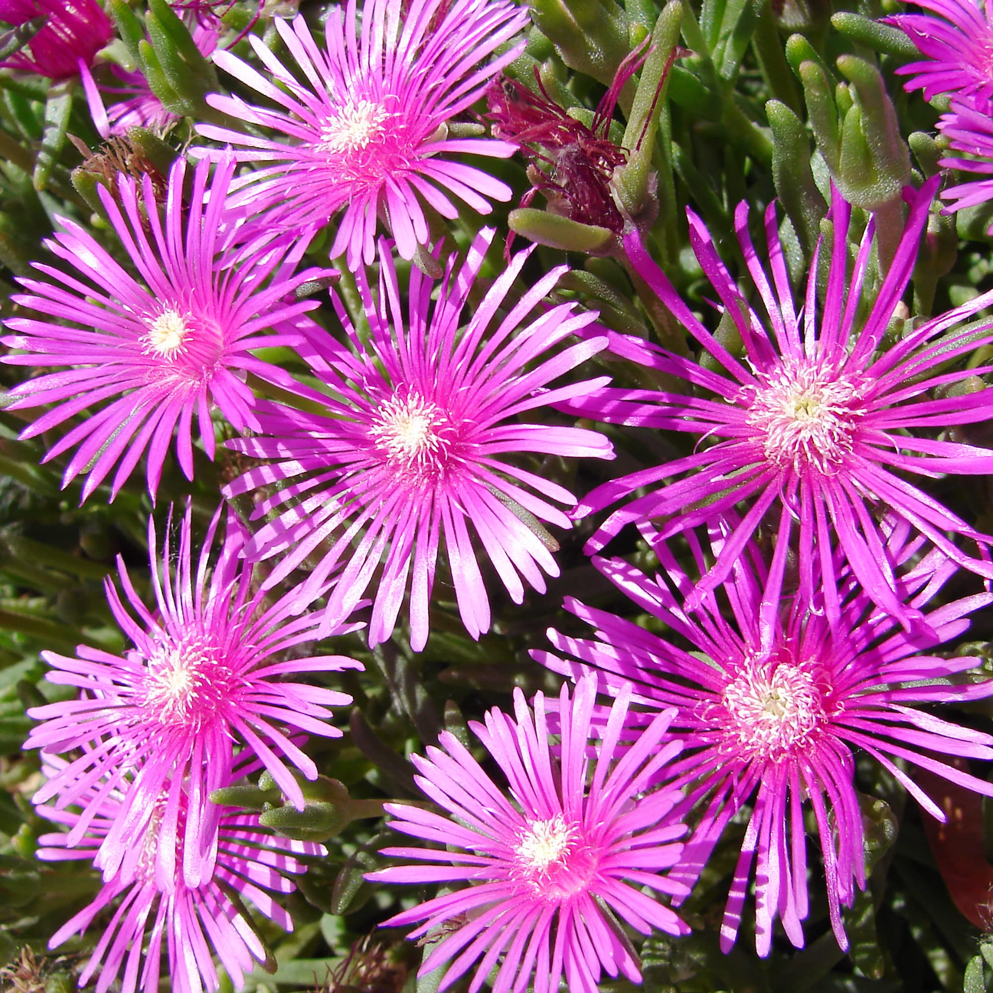 Ice Plant Seeds – Delosperma