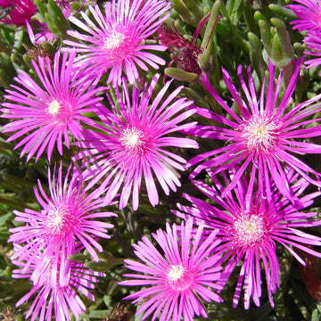 Ice Plant Seeds – Delosperma
