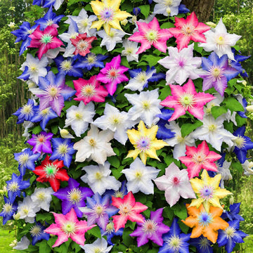 Clematis Seeds – Mixed Colors Vine