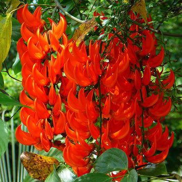 Jade Vine Seeds – Tropical Climbing