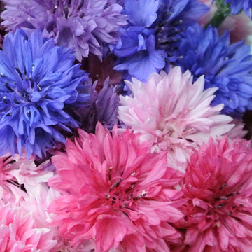 Bachelor Buttons Seeds – Pastel Mix