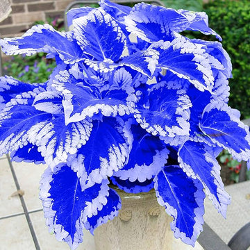 Coleus Seeds – Blue and White