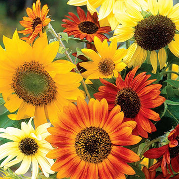 Sunflower Seeds – Mix Colors