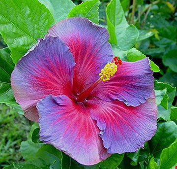 Hibiscus Seeds – Blue-Pink