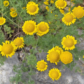 Golden Marguerite Seeds – Hardy Perennial Blooms