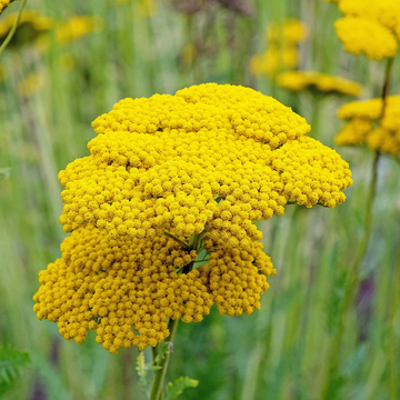 Yarrow Seeds – Yellow