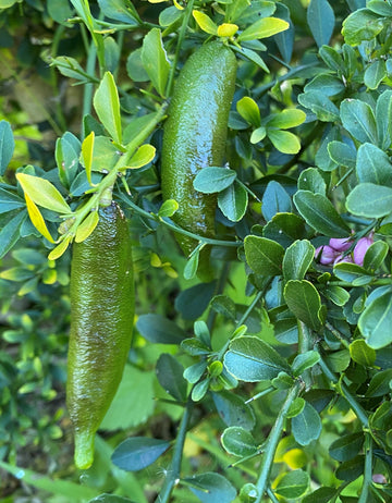 Finger Lime Seeds