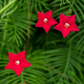 Ipomoea Quamoclit Seeds – Cypress Vine