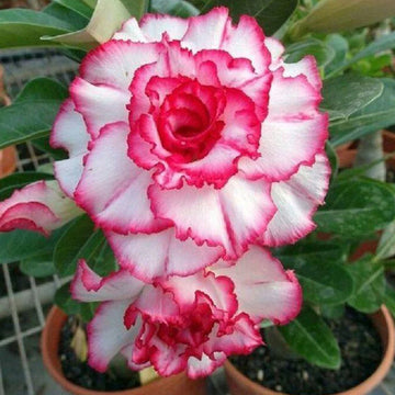 Desert Rose Seeds – Double Bloom