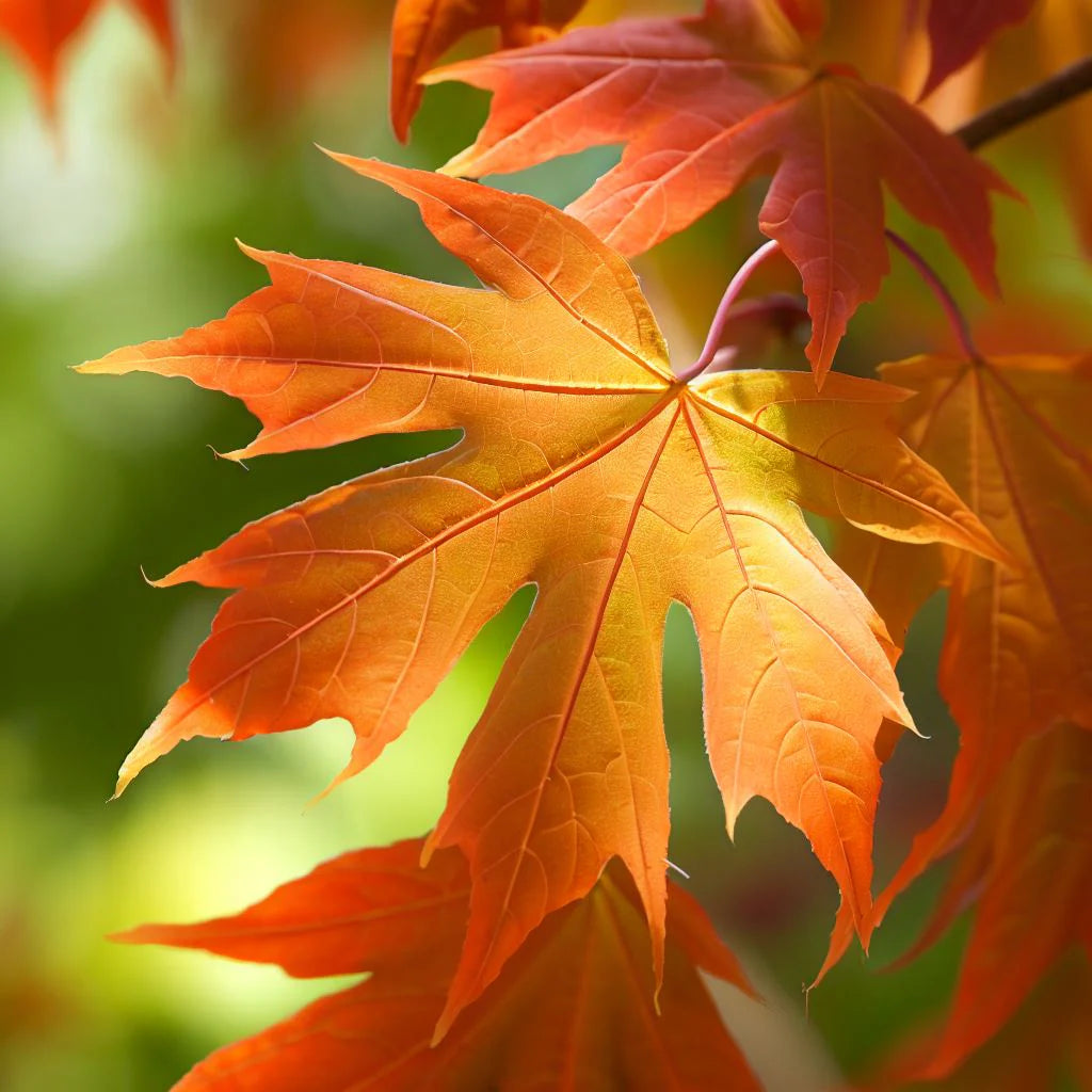 Sugar Maple Seeds – Acer saccharum