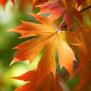 Sugar Maple Seeds – Acer saccharum