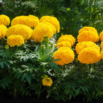 African Marigold Seeds – Tall Double Bloom