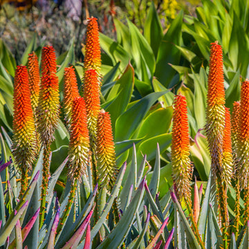 Aloe Ferox Seeds